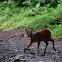 Red brocket