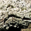 Texas Shield Lichen