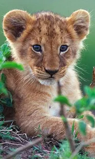 Тигры Звуки живые обои - screenshot thumbnail