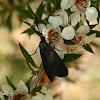 Forester Moth