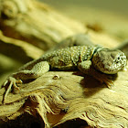 Common collared lizard