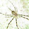 Long-tailed Tree Trunk Spider