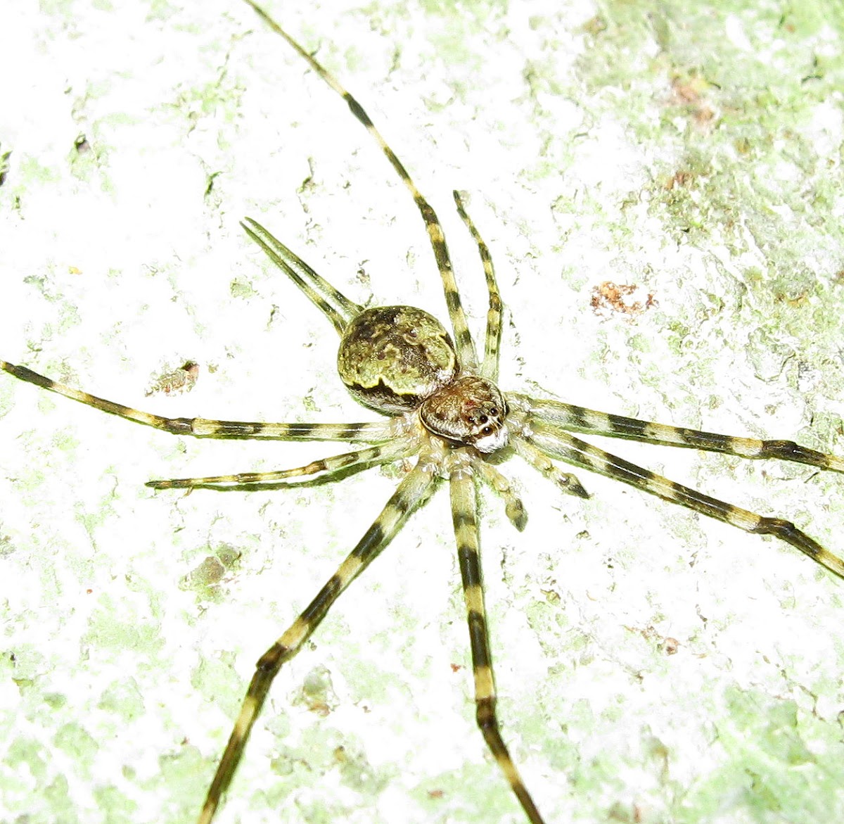 Long-tailed Tree Trunk Spider