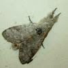 Moth (Calliteara sp.)