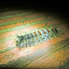 Gypsy Moth