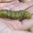 Caterpillar