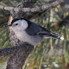 White-breasted Nuthatch