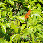 Gulf Fritillary