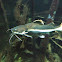 Redtail Catfish