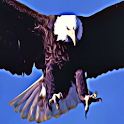 Bald Eagles American Pride logo