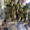 Western Honey Bees