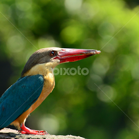 Wait by Suchetana Sen - Animals Birds