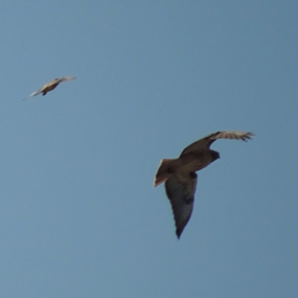 Red-tailed Hawk chased by American Kestrel | Project Noah