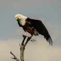 African Fish Eagle