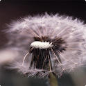 Dandelion Live Wallpaper logo