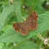 Riodinid butterfly