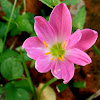 8-petaled Pink Rain Lily
