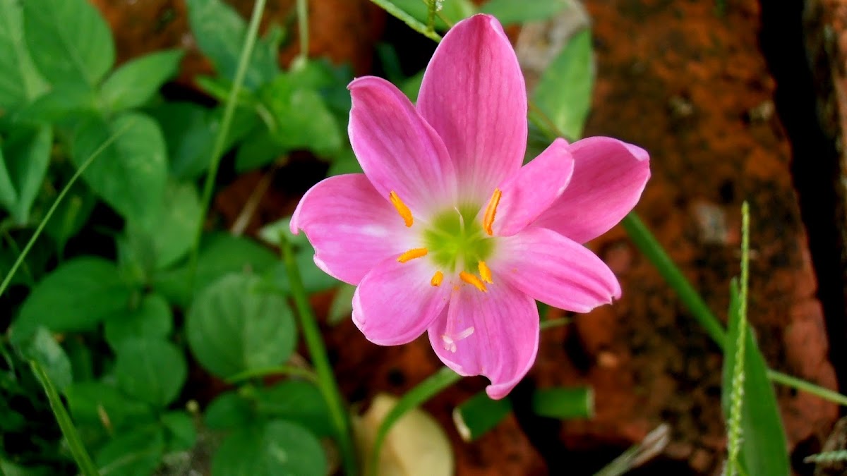 8-petaled Pink Rain Lily