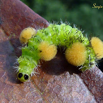 Caterpillars of Parana, Brazil