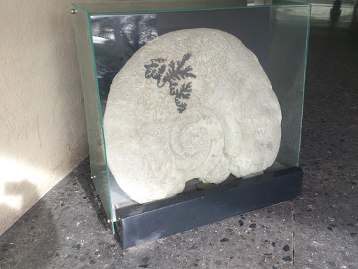 Fósil Prehistórico