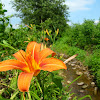 Day Lily (Ditch Lily)