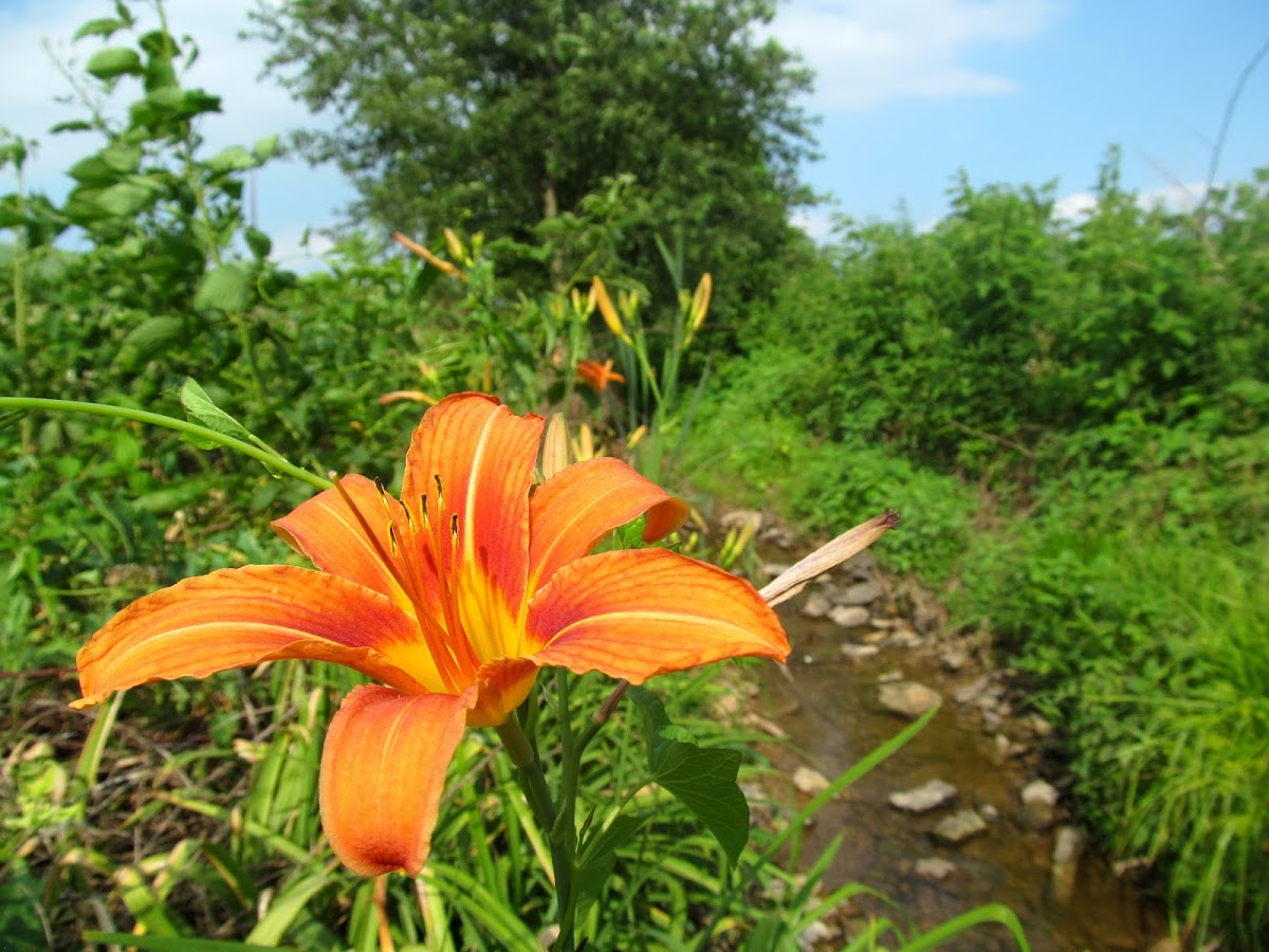Day Lily (Ditch Lily)