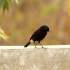 Pied Bushchat