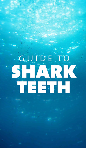 Guide to Shark Teeth