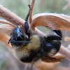 Small Heath Bumblebee