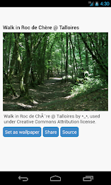 Forest Wallpaper by Right Brain Mobile poster 2