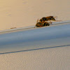 Hornet/ Wasp
