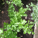 garden parsley