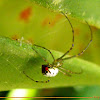 Mabel Orchard spider
