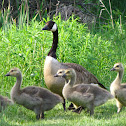 Canada Geese (parents and goslings)