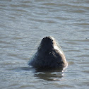 California Sea Lion