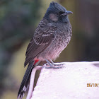 Red vented bulbul