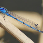 Familiar Bluet