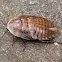 Wild cockroach
