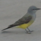 Western Kingbird