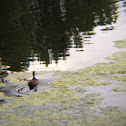 Wood Duck