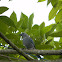 azulejo - blue-gray tanager
