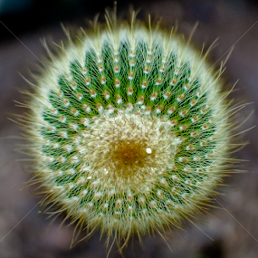 Cellular by Ynon Francisco - Nature Up Close Other plants