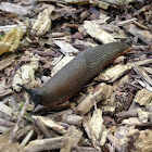 Black garden slug
