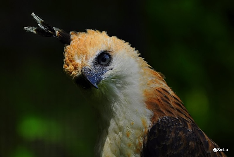 Philippine Hawk Eagle