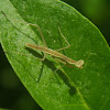 Chinese Mantis nymph