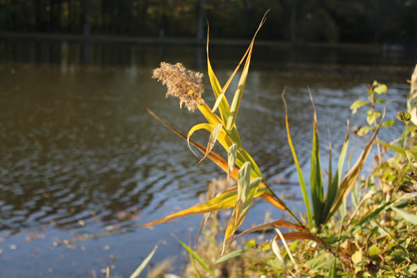 European common reed | Project Noah