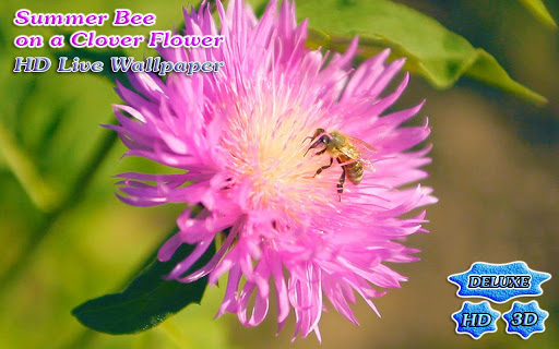 【免費個人化App】Summer Bee on Clover Flower 3D-APP點子