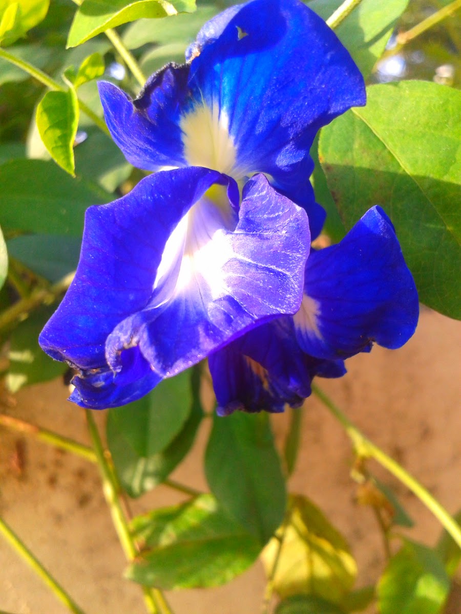 Blue pea flower