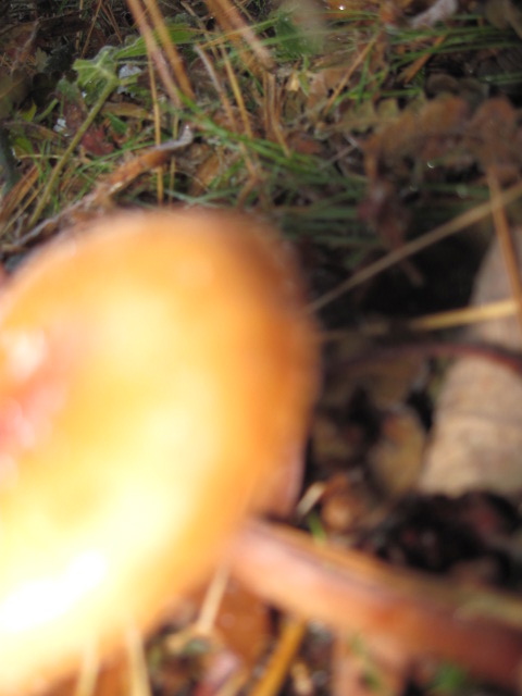 Rusulla Mushroom
