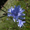 Chicory